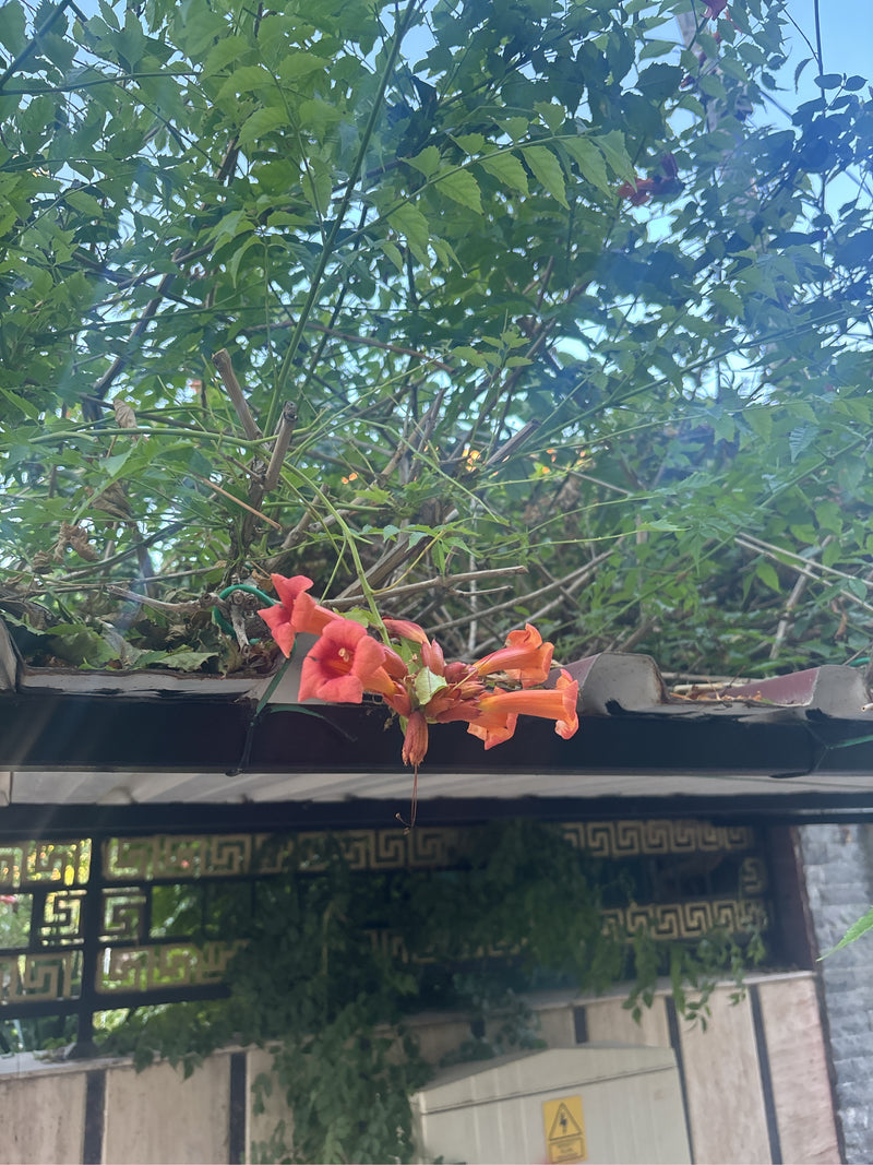 Trompetenblume — Bild 3