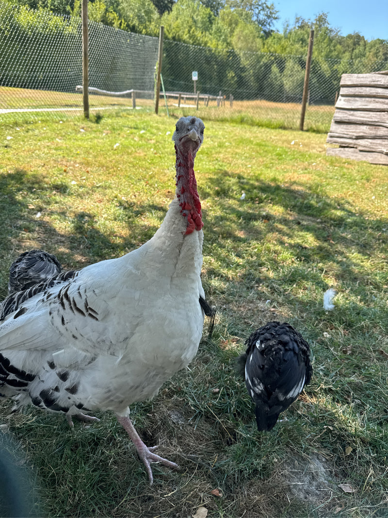 Truthahn (Haustruthuhn) — Bild 1