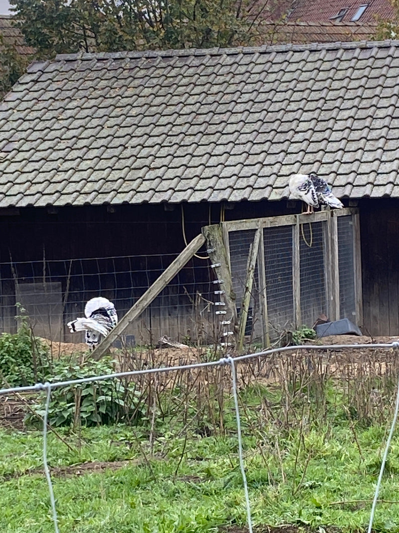 Zwei schwarz-weiß gemusterte Haustruthühner befinden sich an einem Außengehege vor einem Holzschuppen.