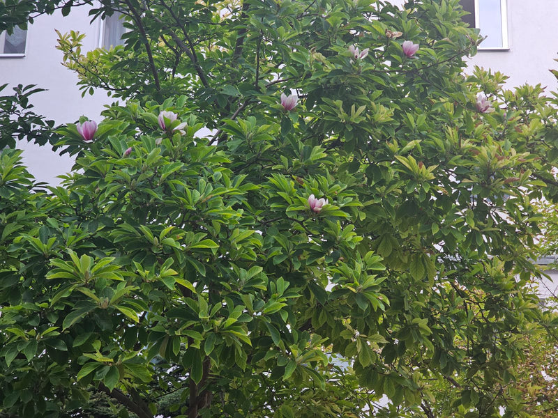 Tulpen-Magnolie — Bild 1