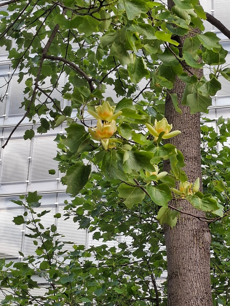 Tulpenbaum — Bild 1