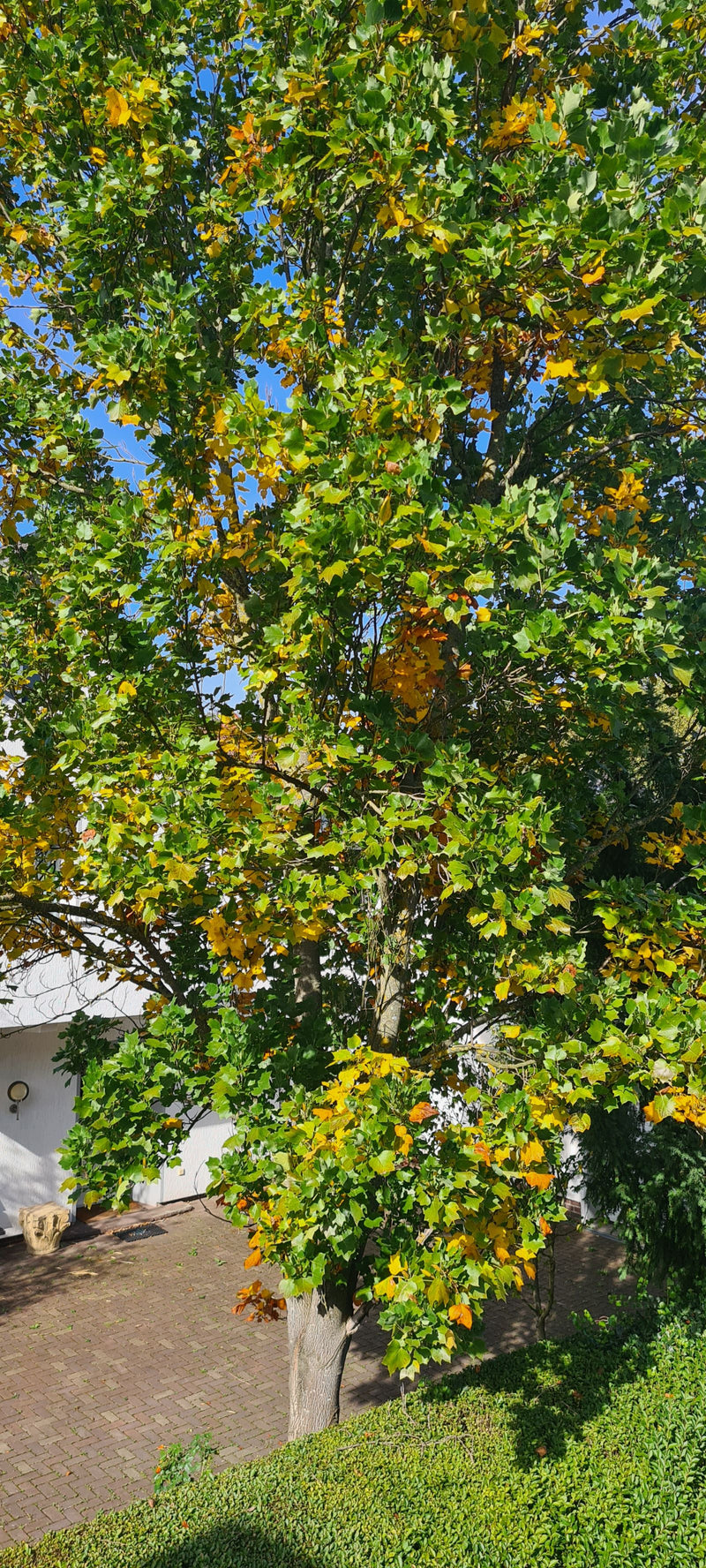 Ein belaubter Tulpenbaum mit beginnender Herbstfärbung steht neben einem gepflasterten Vorplatz vor einem Gebäude.