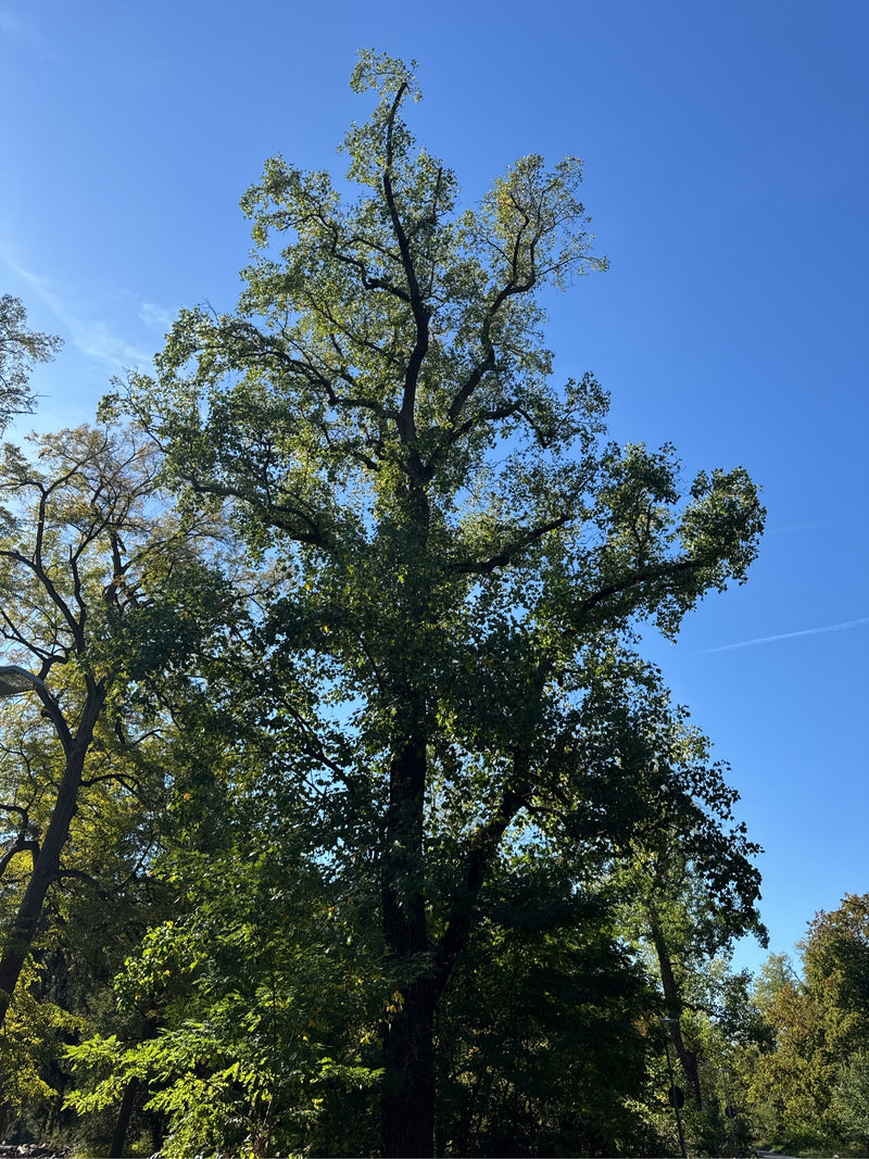 Ein hoher Tulpenbaum mit weit ausladender Krone ragt vor einem wolkenlosen blauen Himmel auf.