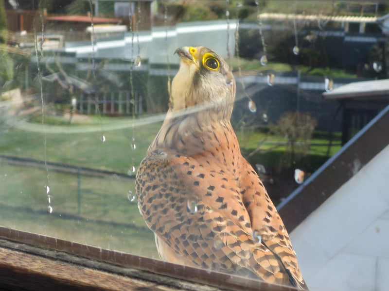 Turmfalke — Bild 4