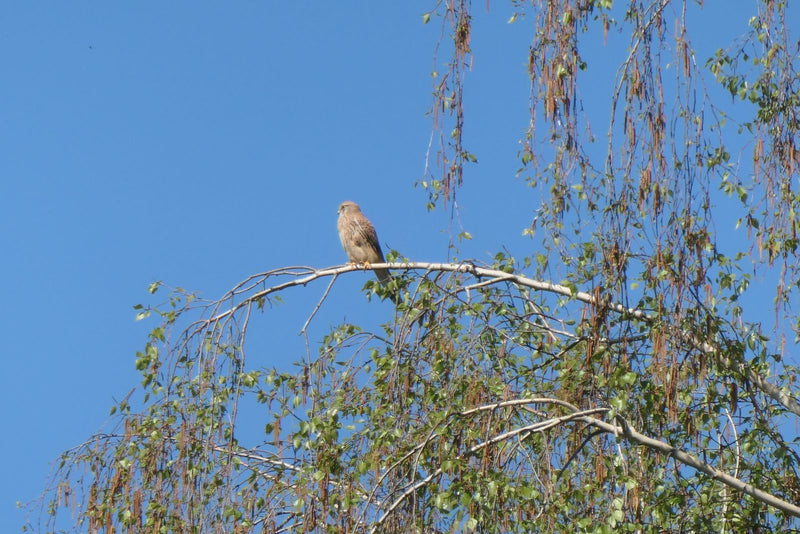 Turmfalke — Bild 2