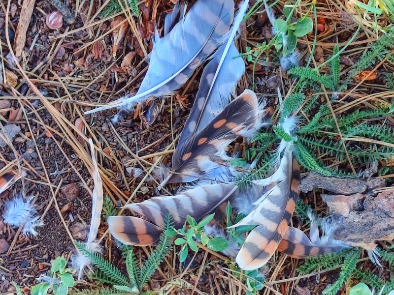 Turmfalke — Bild 1