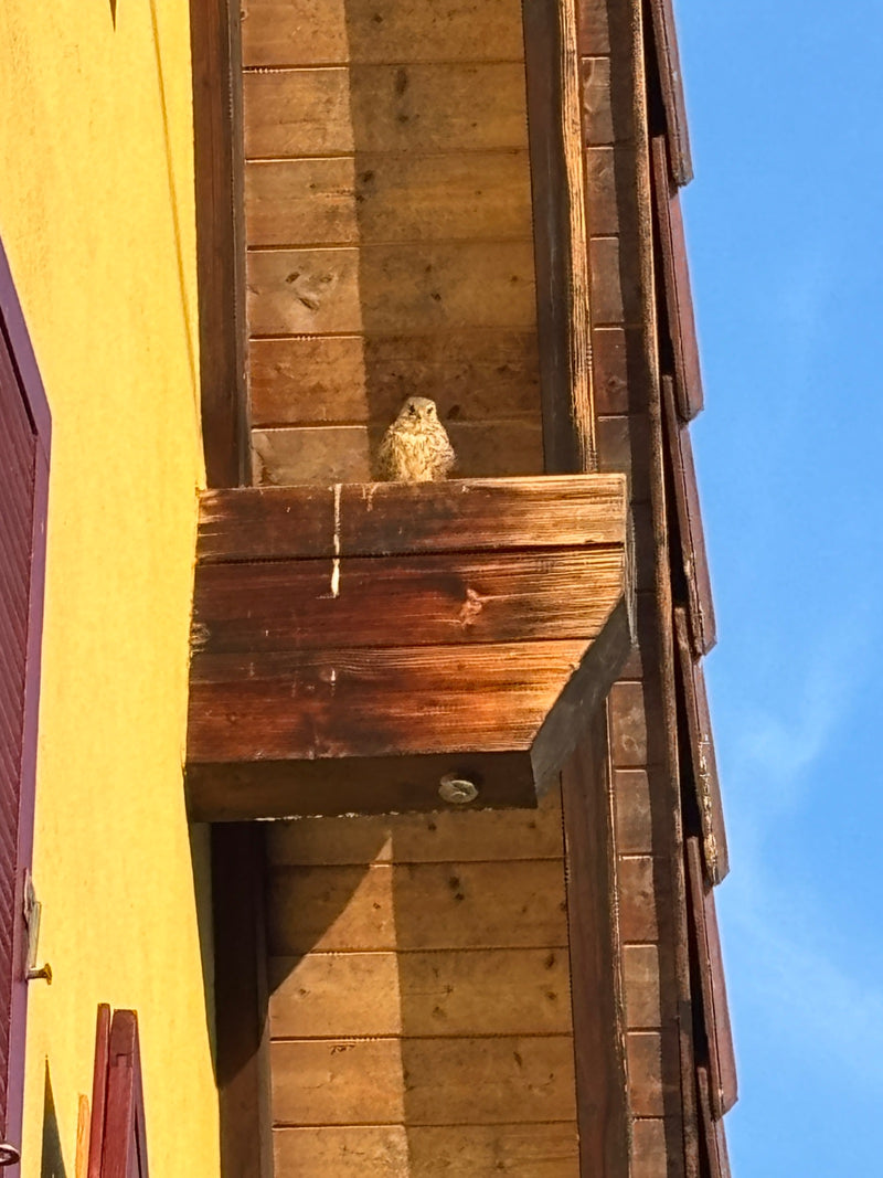 Turmfalke — Bild 3