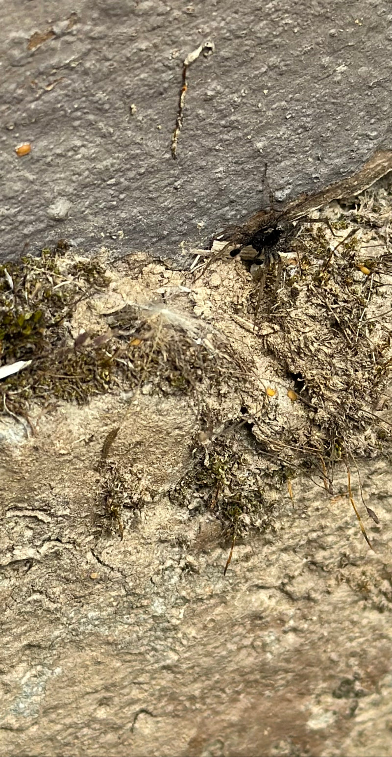 Ufer-Wolfspinne — Bild 2