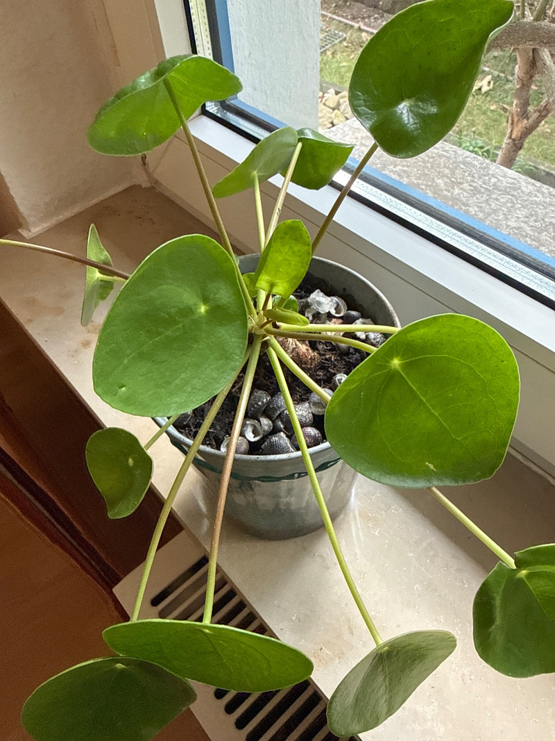 Zu sehen ist eine Ufopflanze in einem Blumentopf, der auf einer hellen Fensterbank steht. Die typischen runden Blätter und langen Stiele der Pflanze sind deu...