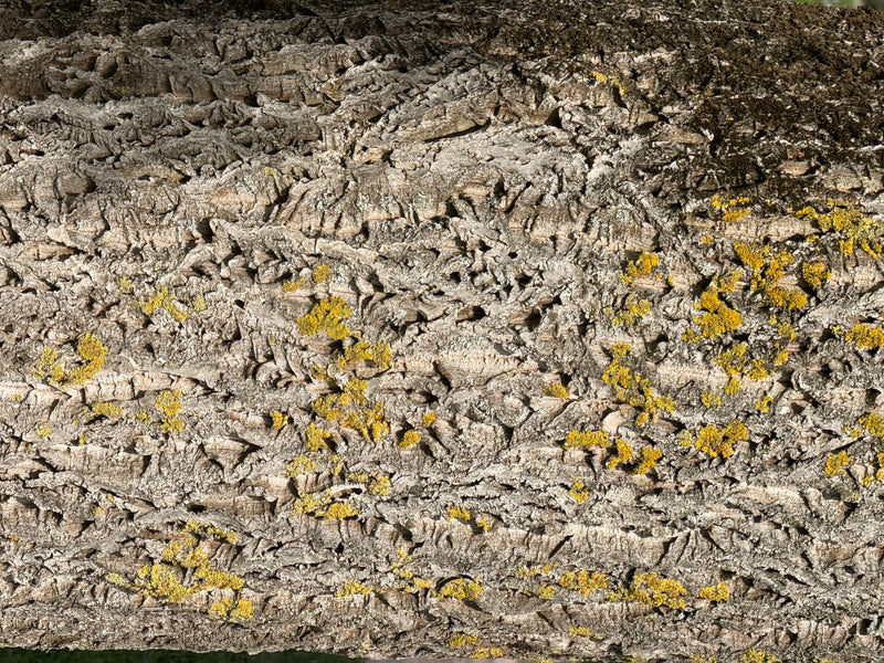 Eine Nahaufnahme der rissigen, korkartigen Borke eines Ulmenstamms mit gelben Flechten.