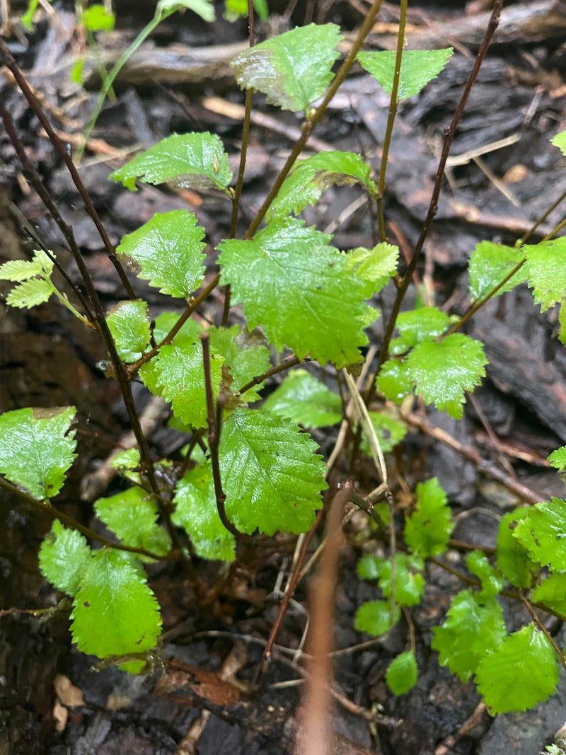 Ulme — Bild 4