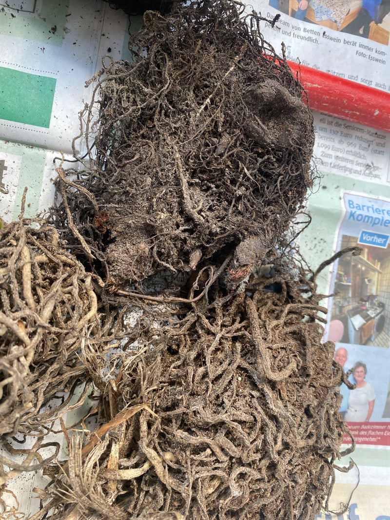 Unbestimmte Pflanze (Wurzelballen) — Bild 1