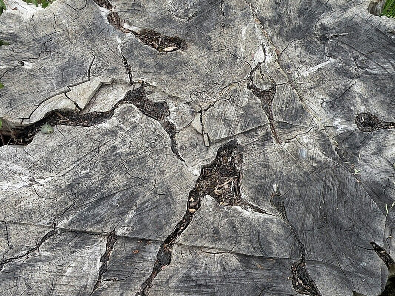 Unbestimmte Pflanze (Wurzelballen) — Bild 2