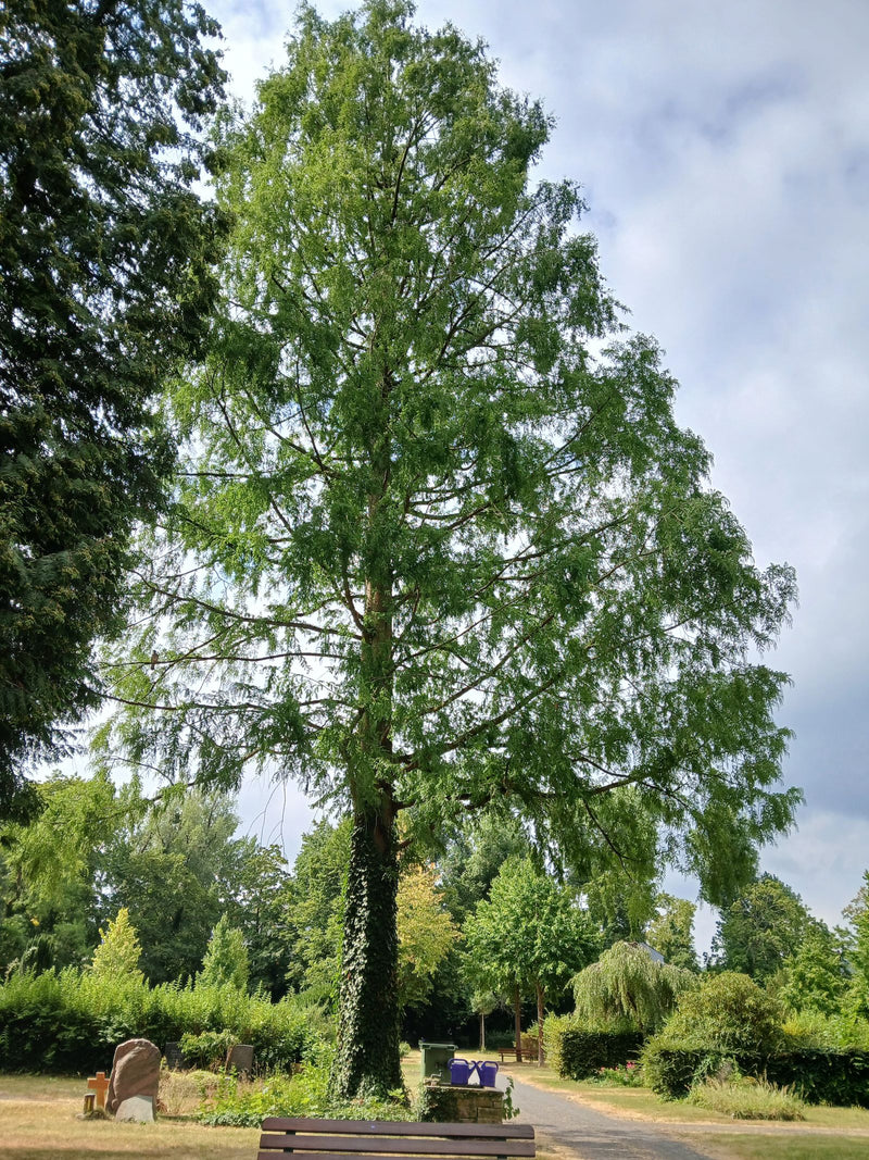 Urweltmammutbaum — Bild 2
