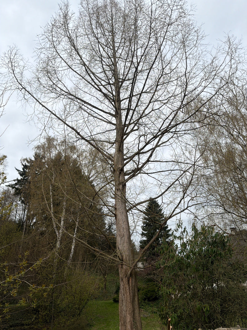 Urweltmammutbaum — Bild 1