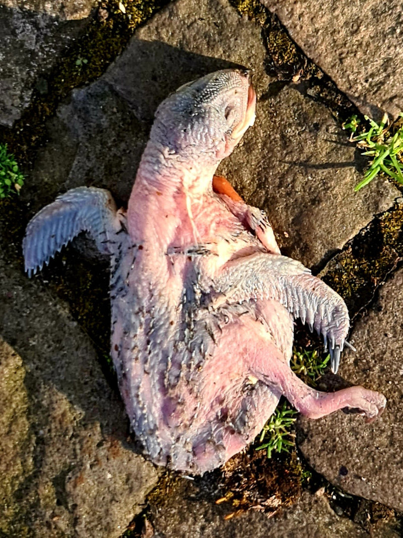 Vögel — Bild 2