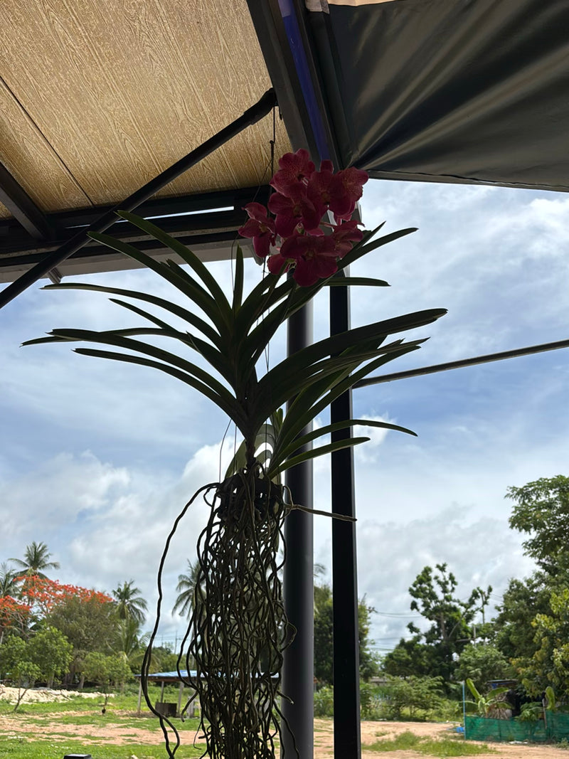 Vanda-Orchidee — Bild 1