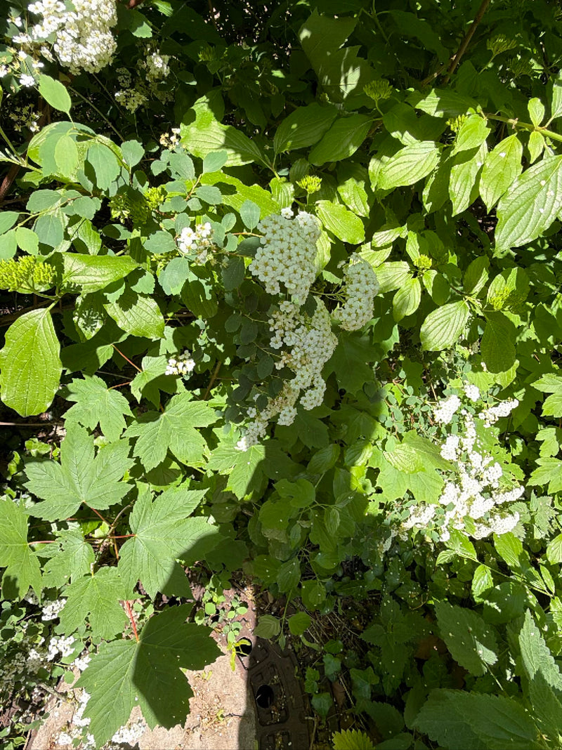 Vanhoutte-Spierstrauch — Bild 1
