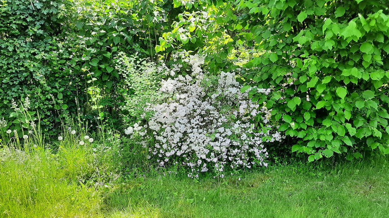 Vanhoutte-Spierstrauch — Bild 3