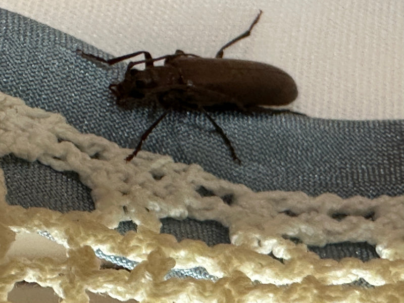 Veränderlicher Scheibenbock — Bild 3