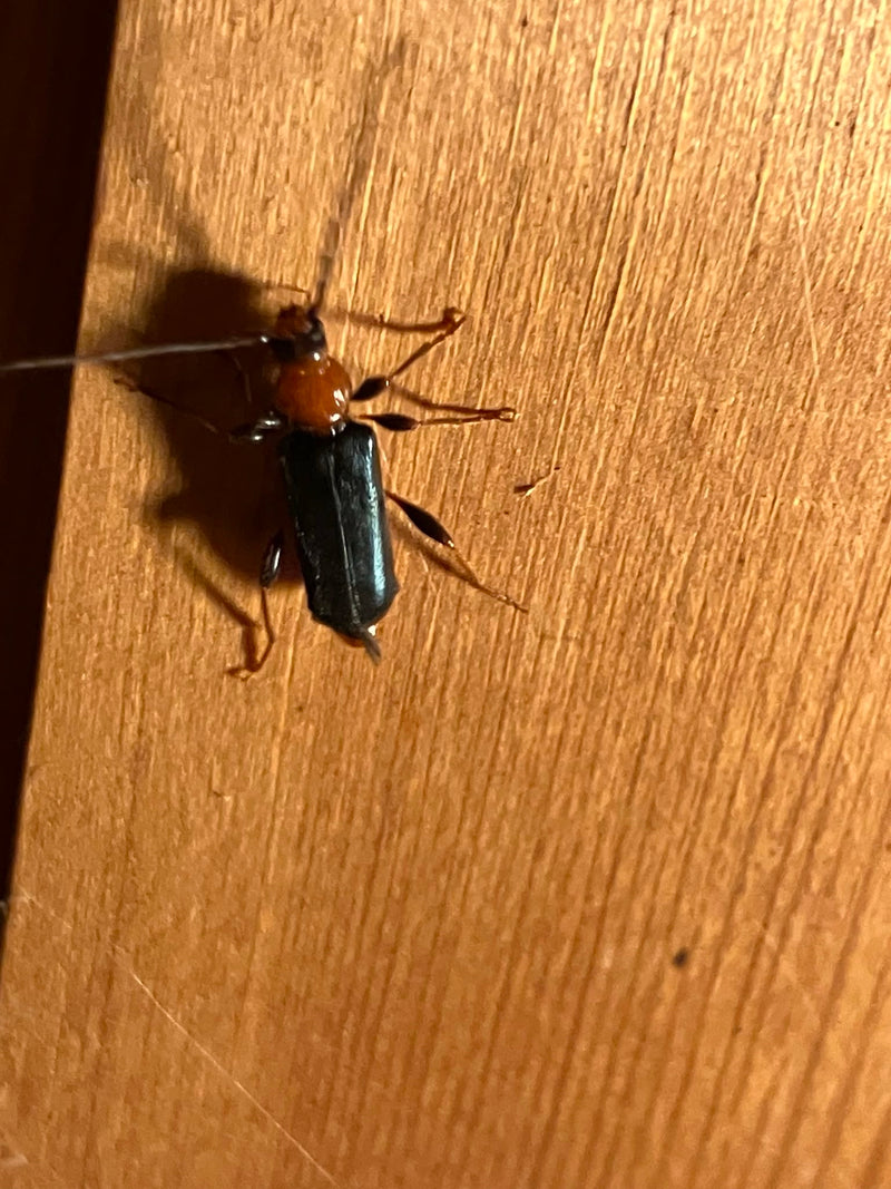 Veränderlicher Scheibenbock — Bild 2