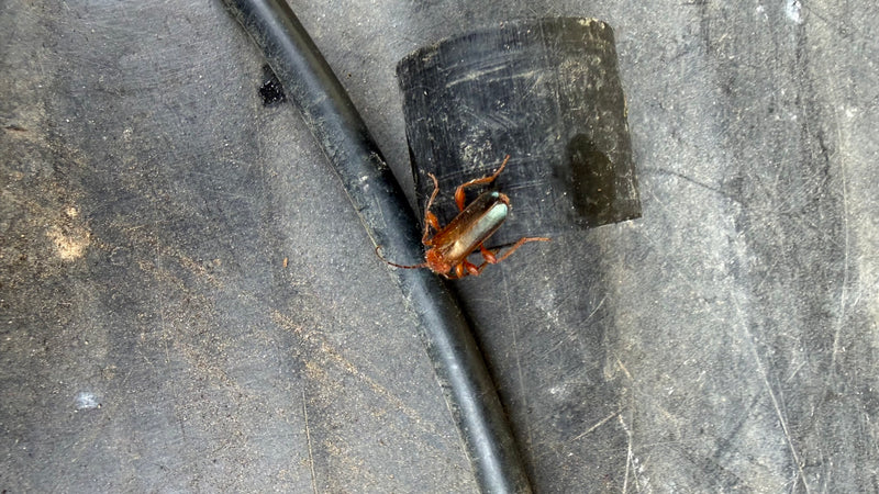 Veränderlicher Scheibenbock — Bild 4