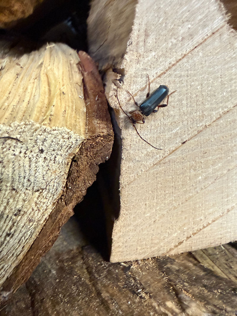 Veränderlicher Scheibenbock — Bild 1