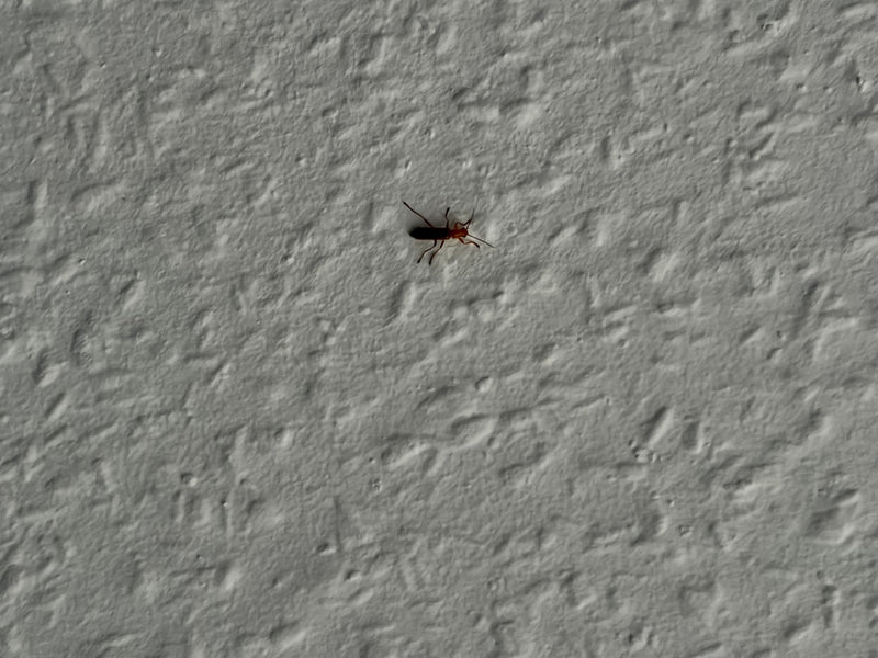 Variabler Weichkäfer — Bild 1