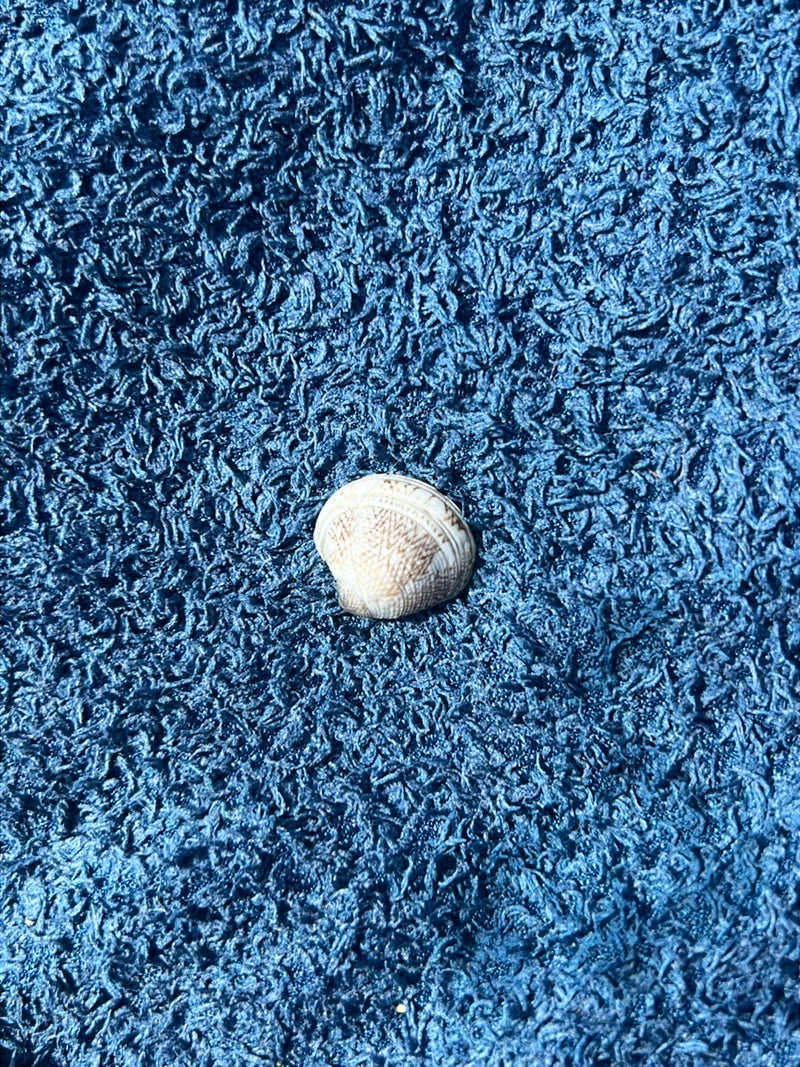 Venusmuschel — Bild 1 von 1