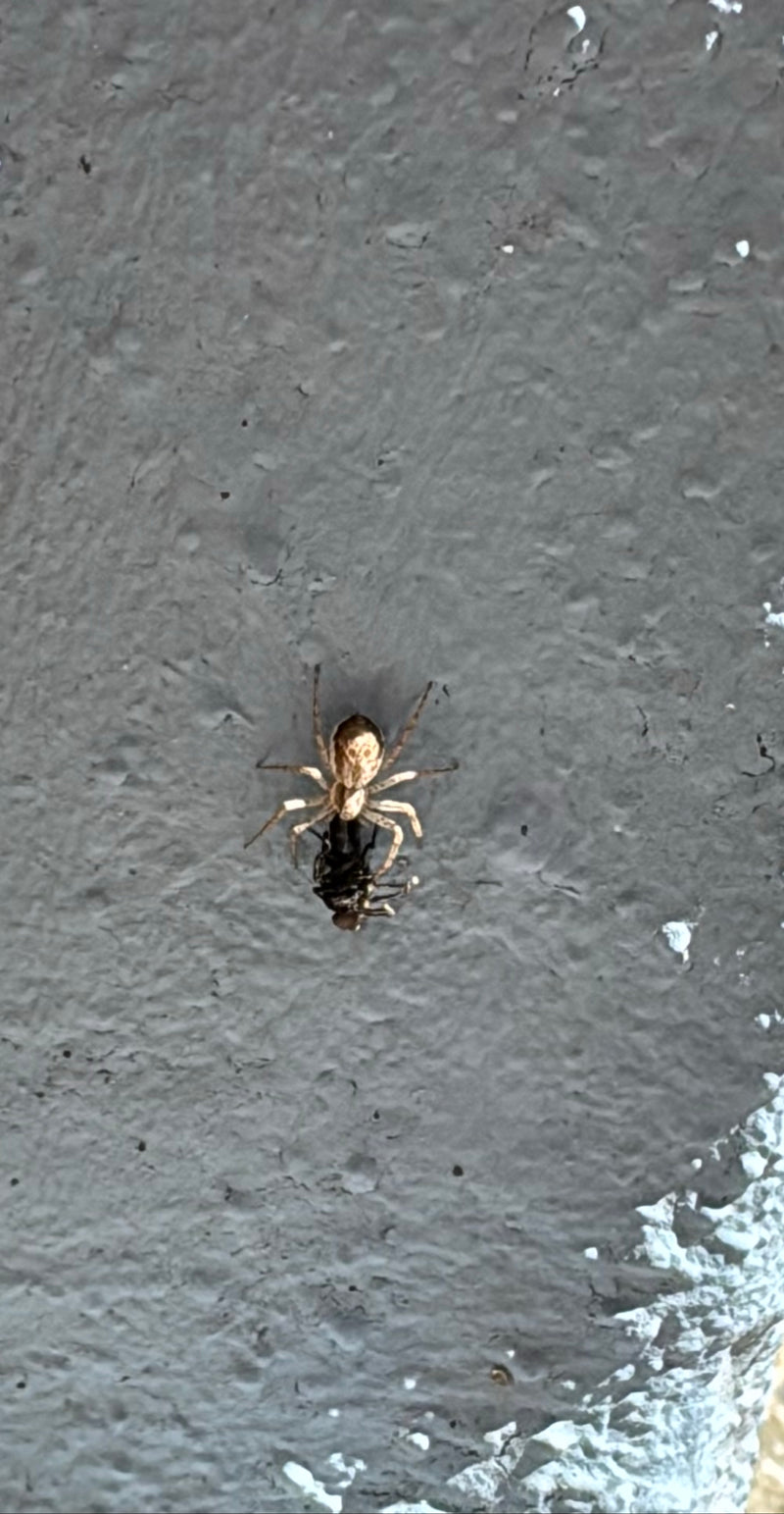 Veränderliche Krabbenspinne — Bild 5