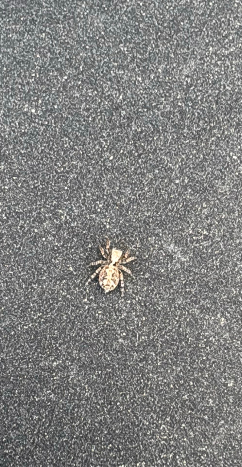 Veränderliche Krabbenspinne — Bild 1