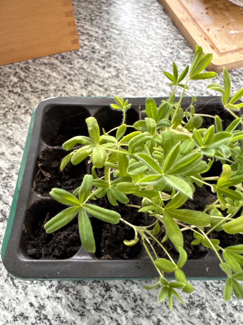 Vielblättrige Lupine — Bild 4