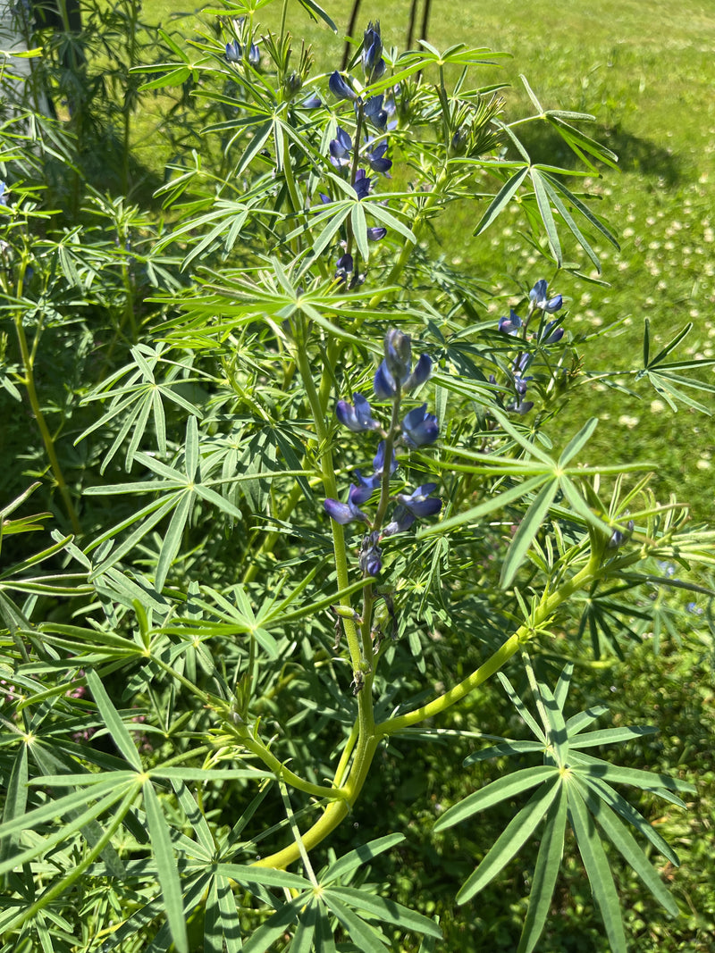 Vielblättrige Lupine — Bild 1