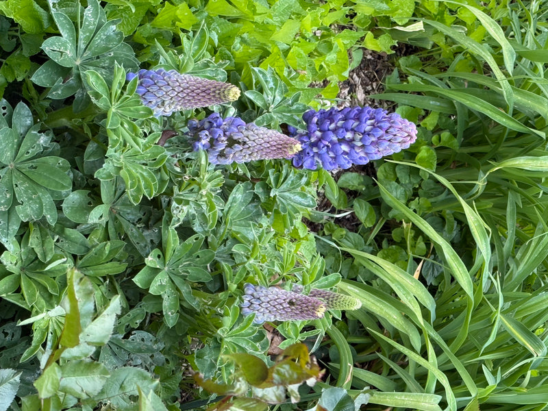 Vielblättrige Lupine — Bild 5