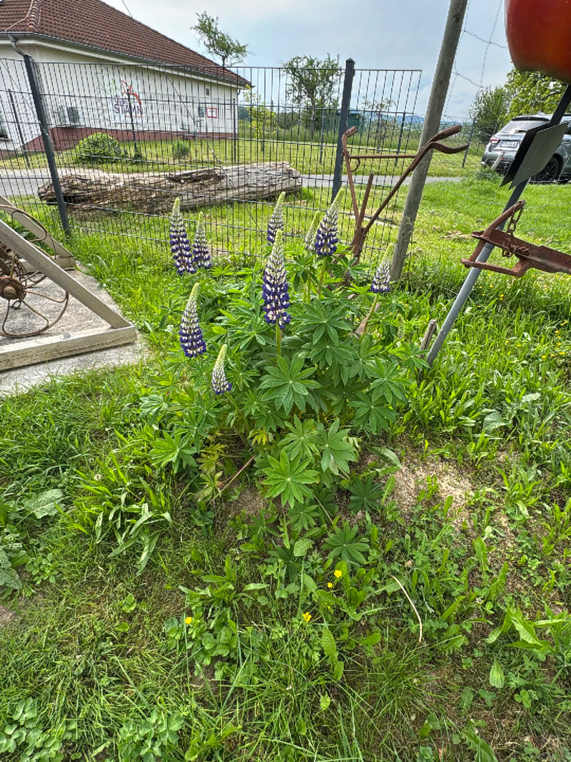 Vielblättrige Lupine — Bild 2