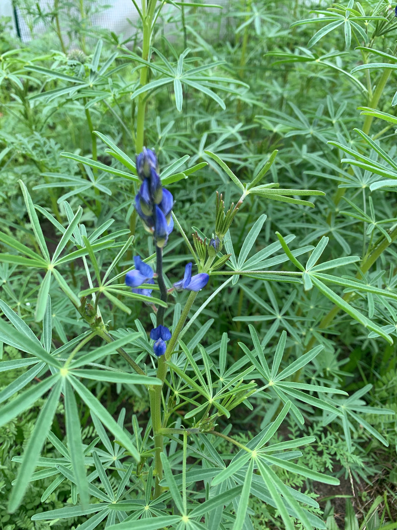 Vielblättrige Lupine — Bild 3