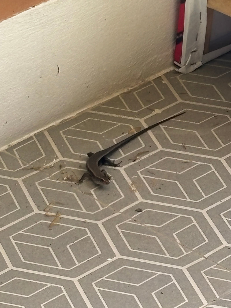 Vielstreifen-Skink — Bild 1