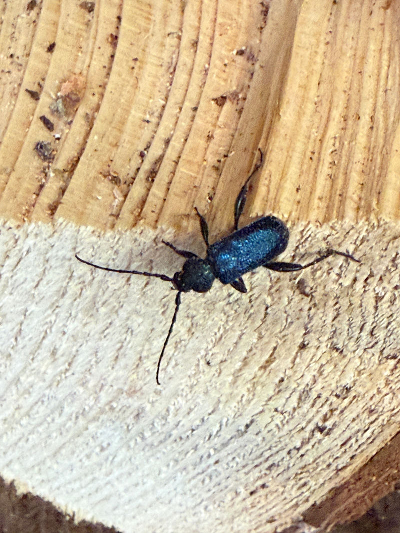 Blauer Scheibenbock — Bild 1