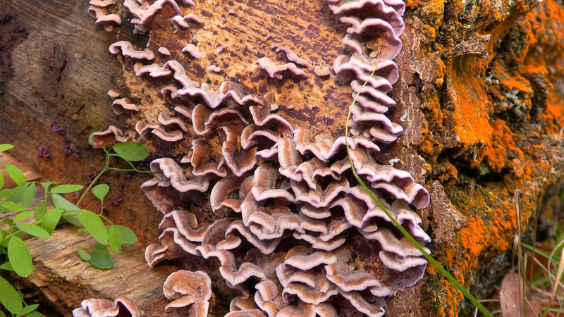 Violetter Knorpelschichtpilz — Bild 2 von 2