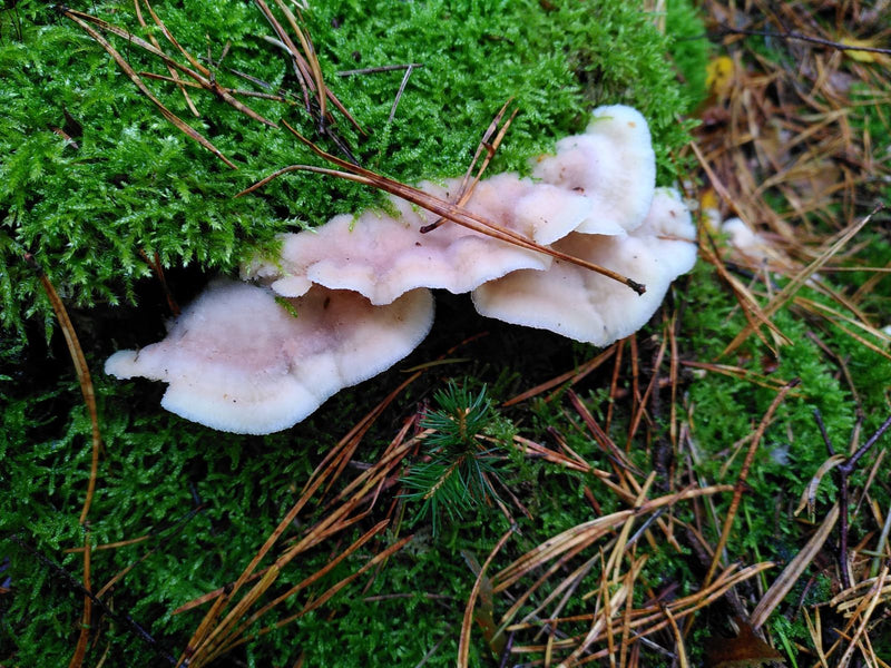 Wellenförmige, blassviolette bis weißliche Fruchtkörper des Violetten Knorpelschichtpilzes wachsen an einer moosbedeckten Stelle im Nadelwald.