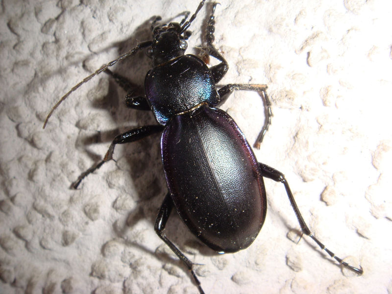 Ein Violetter Laufkäfer sitzt in Nahaufnahme von oben auf einer strukturierten, hellen Wandoberfläche.