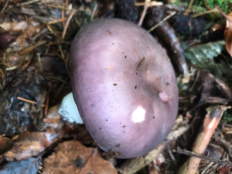 Violetter Rötelritterling — Bild 2 von 2