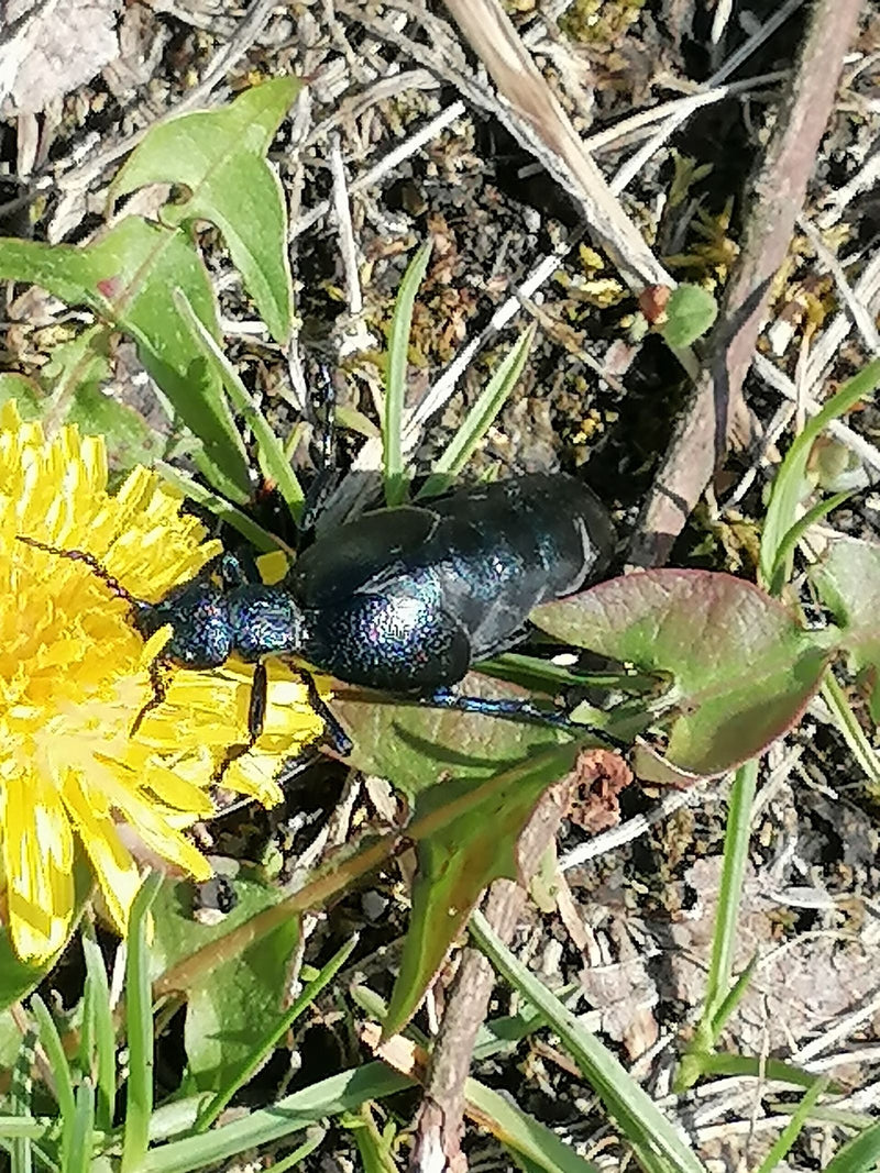 Violetter Ölkäfer — Bild 2