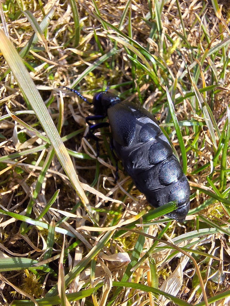 Violetter Ölkäfer — Bild 4