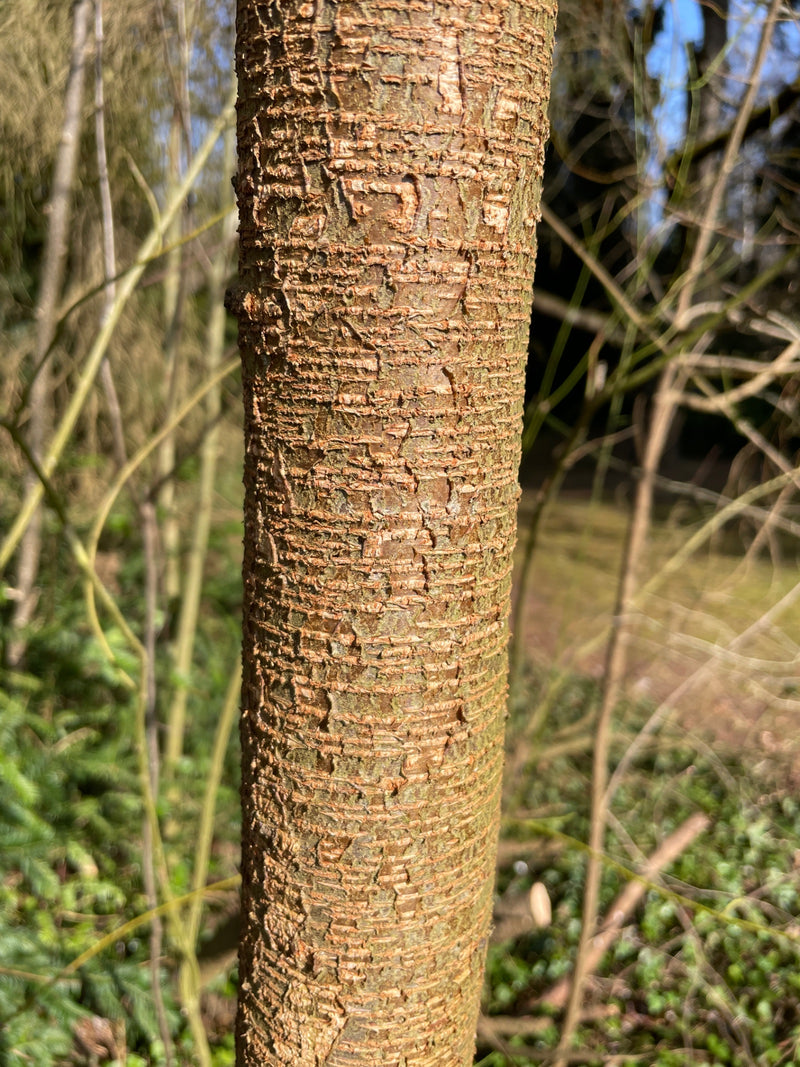 Vogel-Kirsche — Bild 2