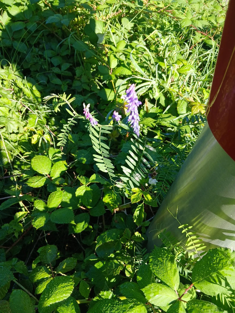 Zu sehen ist eine blühende Vogel-Wicke mit charakteristischen violetten Trauben und gefiederten Blättern. Die Pflanze wächst in einer Grünzone neben einem Me...