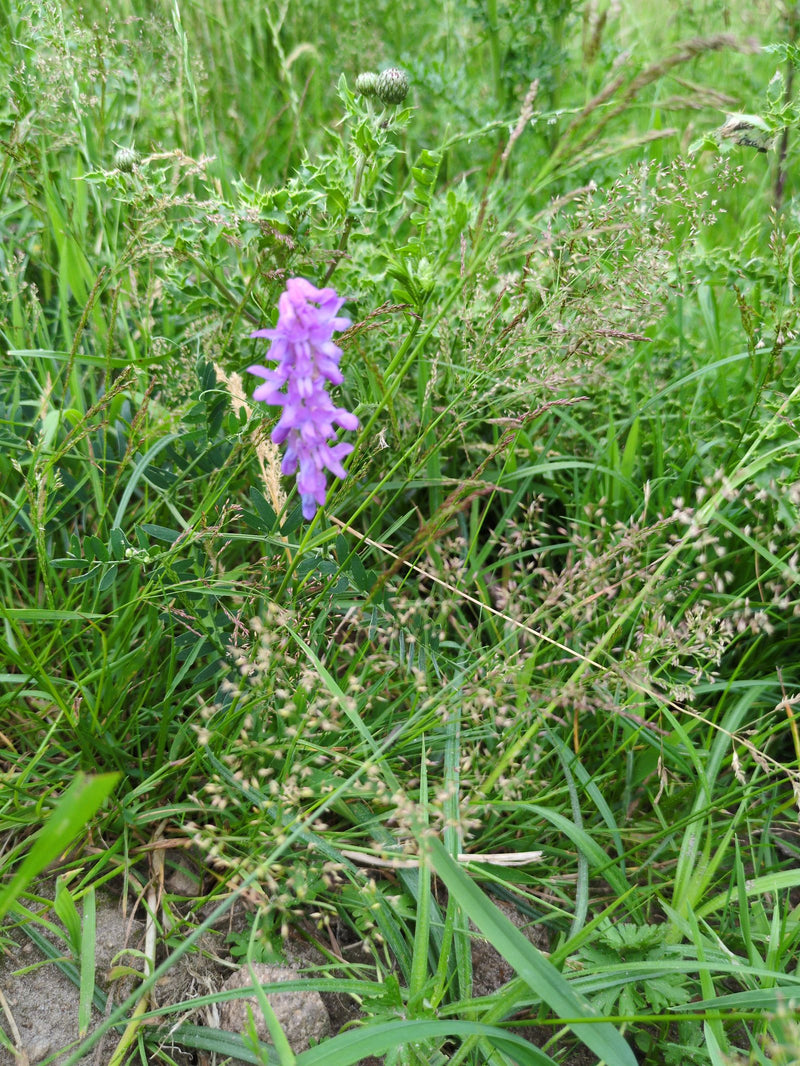 Vogel-Wicke — Bild 3