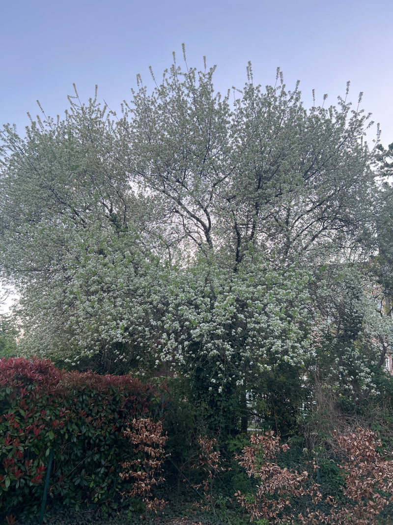 Vogel-Kirsche — Bild 5