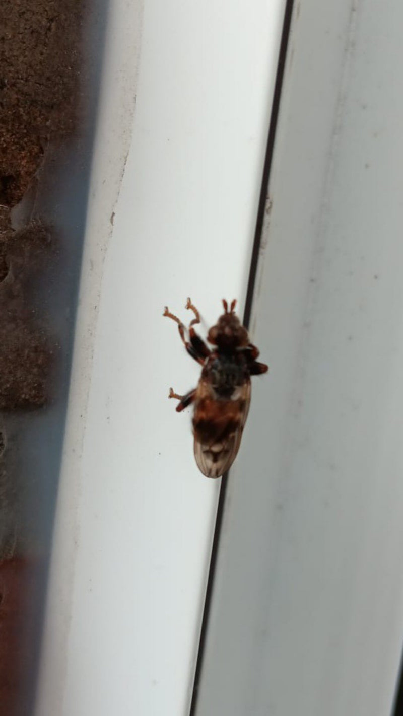 Vogellausfliege — Bild 1