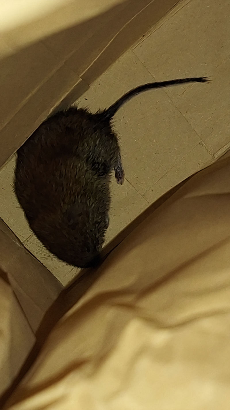 Wühlmaus (Microtus sp.) — Bild 1